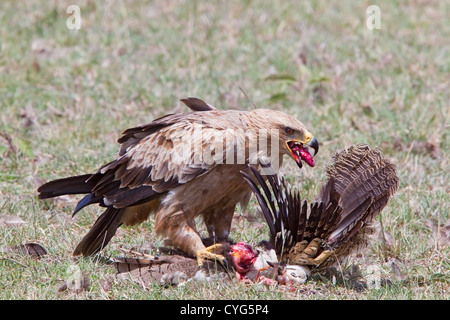 Tawny Adler (Aquila Rapax) Erwachsene ernähren sich von Toten Trappe in Savanne Grünland, Kenia, Ostafrika Stockfoto