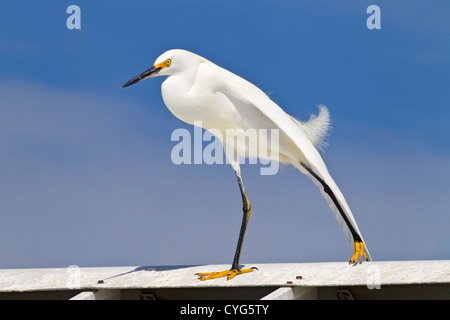 Snowy Silberreiher (Egretta unaufger) Erwachsenen stehen und Dehnen von einem Flügel, steht auf Dach Mole im Everglades, Florida, USA Stockfoto