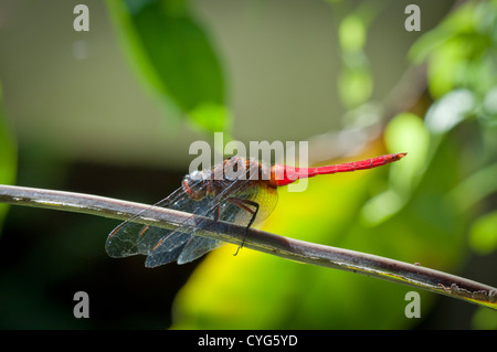 Männliche feurige Skimmer (Orthetrum Villosovittatum) Stockfoto