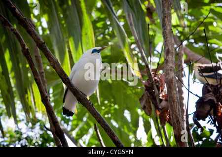 Bali Myna (Leucopsar Rothschildi) auf dem Display in einer Voliere im Bali Bird Park - in Gefangenschaft Stockfoto