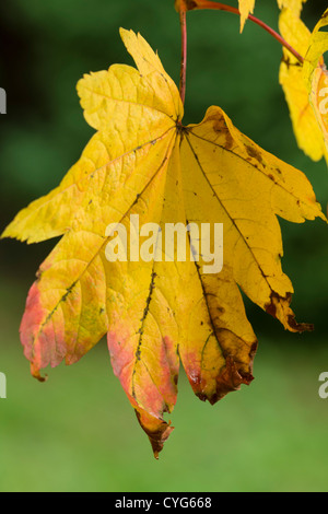 Downy japanischer Ahorn 'Vitifolium' (Acer Japonicum) Blatt, Herbst Stockfoto