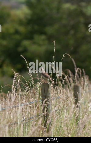 Feldlerche auf einen Zaunpfahl zeigt seine Kuppe. Stockfoto