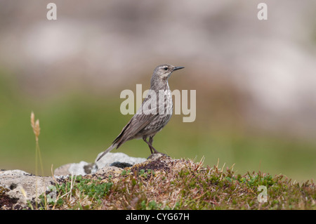 Ein Rock Pieper (Anthus Petrosus) stehend auf einem Felsen in eine Warnung darstellen, Isle of Mull, Schottland, UK Stockfoto