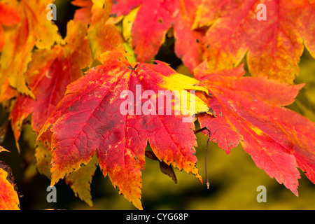 Downy japanischer Ahorn 'Vitifolium' (Acer Japonicum) Blätter, Herbst Stockfoto