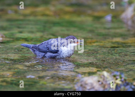 weiße-throated Wasseramseln (Cinclus Cinclus) juvenile stehen im Fluss mit Essen, Derbyshire, England, Vereinigtes Königreich, Europa Stockfoto