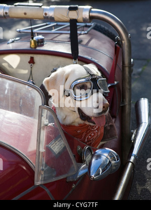 Golden Labrador sitzt im Beifahrersitz Morgan Plus 4 Motorwagen Schutzbrille tragen Stockfoto