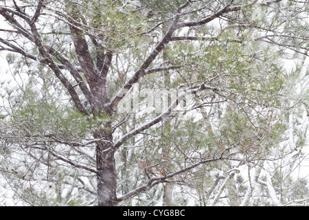 Eine schwerer Winter Wetter Schnee fällt auf Southern Yellow Pine Bäume (Loblolly Kiefer) Ende Dezember in den Midlands von SC, USA. Stockfoto