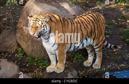 Tigerin im Zoo Leipzig Stockfoto