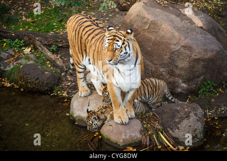 Tigerin mit jungen im Zoo Leipzig Stockfoto