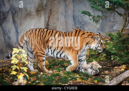 Tigerin und Cub im Leipziger Zoo spielen Stockfoto