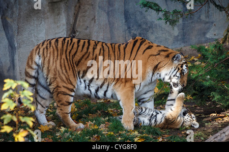 Tigerin und Cub im Leipziger Zoo spielen Stockfoto