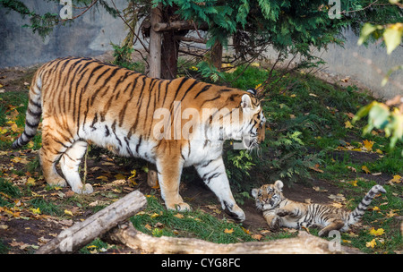 Tigerin und Cub im Leipziger Zoo spielen Stockfoto