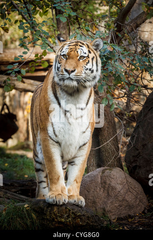 Tigerin im Zoo Leipzig Stockfoto