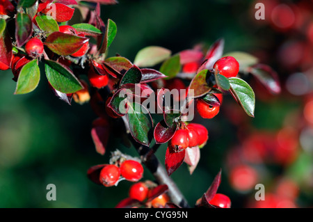 Zwergmispel Simonsii rote Beere Beeren Closeup Tiefenschärfe Sträucher Pflanze Porträts Herbst herbstliche Stockfoto