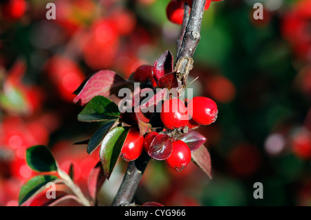 Zwergmispel Simonsii rote Beere Beeren Closeup Tiefenschärfe Sträucher Pflanze Porträts Herbst herbstliche Stockfoto