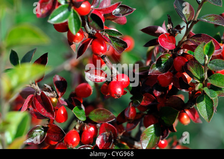 Zwergmispel Simonsii rote Beere Beeren Closeup Tiefenschärfe Sträucher Pflanze Porträts Herbst herbstliche Stockfoto