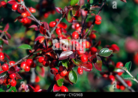 Zwergmispel Simonsii rote Beere Beeren Closeup Tiefenschärfe Sträucher Pflanze Porträts Herbst herbstliche Stockfoto