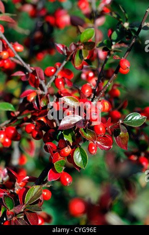 Zwergmispel Simonsii rote Beere Beeren Closeup Tiefenschärfe Sträucher Pflanze Porträts Herbst herbstliche Stockfoto