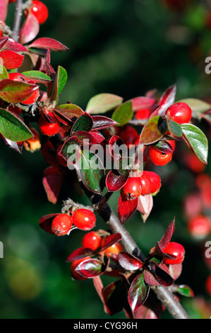 Zwergmispel Simonsii rote Beere Beeren Closeup Tiefenschärfe Sträucher Pflanze Porträts Herbst herbstliche Stockfoto
