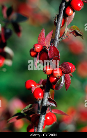 Zwergmispel Simonsii rote Beere Beeren Closeup Tiefenschärfe Sträucher Pflanze Porträts Herbst herbstliche Stockfoto