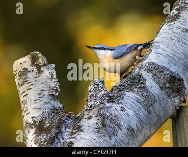 Kleiber (Sitta europaea), auf Silver Birch Zweig in der New Forest National Park, Hampshire, England, UK. Europa Stockfoto