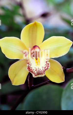 Cymbidium Hybrid rosa rot gelbe Orchidee Blumen exotische asiatische Blume blühen lange Zeit dauerhaft Stockfoto
