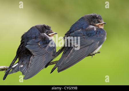 Zwei junge Rauchschwalbe (Hirundo Rustica) hocken auf einem Ast, Weichzeichner-grünem Hintergrund Stockfoto