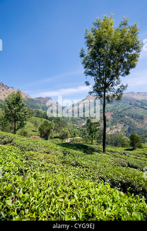 Senkrechten Blick auf die atemberaubende Teeplantagen, die für die Landschaft in den Hügeln von Munnar. Stockfoto