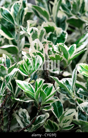 Euonymus Japonicus Microphyllus Albovariegatus Creme bunte Blätter Laub immergrüne Sträucher Closeup Pflanzenportraits Stockfoto