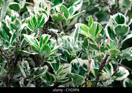 Euonymus Japonicus Microphyllus Albovariegatus Creme bunte Blätter Laub immergrüne Sträucher Closeup Pflanzenportraits Stockfoto