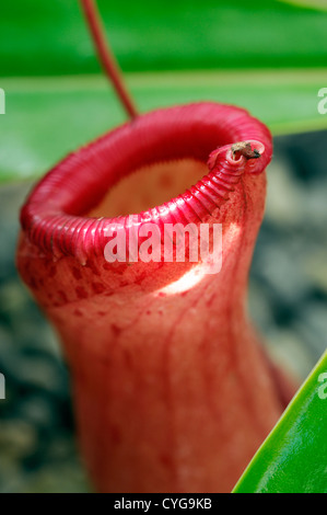 Nepenthes X ventricosa Affe Tasse Blume rot grüne Markierungen Blumen exotische tropische Stauden Kannenpflanze fleischfressende Stockfoto