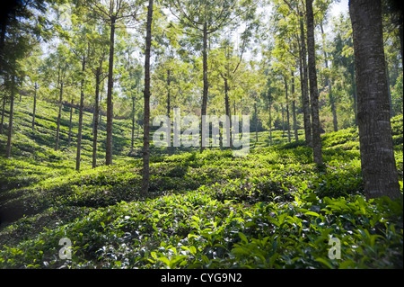 Horizontalen Blick auf den üppigen grünen Teeplantagen hoch in den Hügeln rund um Munnar, Indien. Stockfoto