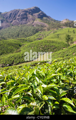 Senkrechten Blick auf die atemberaubende Landschaft der Tee-Plantage in die hohen Reichweiten von Idukki Bezirk, Indien Stockfoto