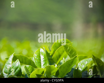 Horizontal nahe verlässt sich gesunden grünen Tee auf einem Busch auf einer Teeplantage in Indien wächst. Stockfoto