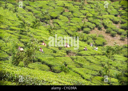 Horizontale Ansicht des Tee-Plantagen-Arbeiter in unter den Büschen, die Ernte der Blätter in Indien. Stockfoto