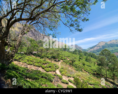 Blick auf den üppigen grünen Teeplantagen hoch in den Hügeln rund um Munnar, Indien quadratisch. Stockfoto