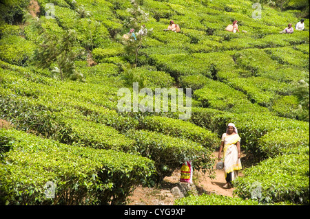 Horizontale Ansicht des Tee-Plantagen-Arbeiter in unter den Büschen, die Ernte der Blätter in Indien. Stockfoto