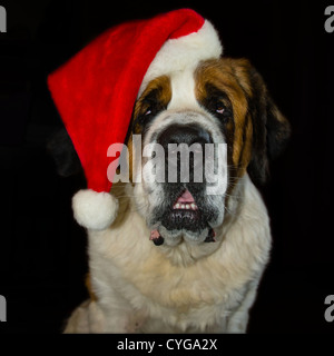 Ein Bernhardiner vor einem schwarzen Hintergrund in eine Weihnachtsmütze Stockfoto