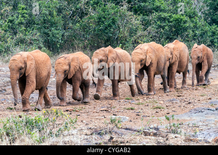 Elefanten-März Stockfoto