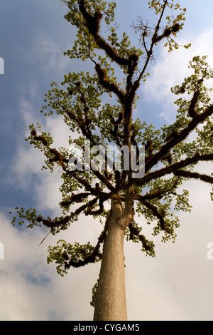 Ceiba (Ceiba Pentandra) ist von Guatemala Nationalbaum. Es ist auch bekannt als Kapok oder Kapok-Baum. Stockfoto