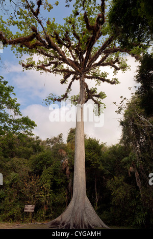 Ceiba (Ceiba Pentandra) ist von Guatemala Nationalbaum. Es ist auch bekannt als Kapok oder Kapok-Baum. Stockfoto