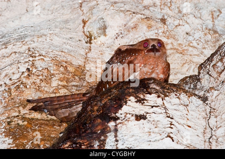 Fettschwalm (Steatornis Caripensis) Erwachsene am Nest in Höhle im Asa Wright Centre, Trinidad, Karibik Stockfoto