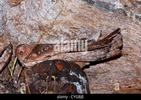 Fettschwalm (Steatornis Caripensis) Erwachsenen sitzen auf Nest in Höhle in Asa Wright Zentrum, Trinidad, Karibik Stockfoto