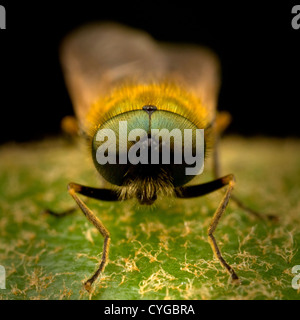 Soldat-Fly Stockfoto