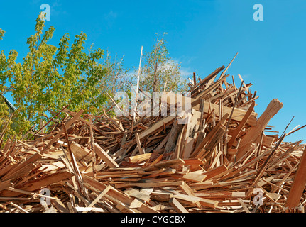 Leben Sie Holz - nur Bäume und Brennholz. Stockfoto