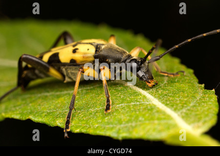 Longhorn Beetle - Leptura Maculata Stockfoto