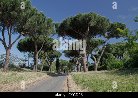 Pinien entlang der Appia Anitca. Stockfoto