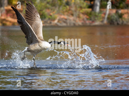 Kanadagans (Branta Camademsis) ausziehen aus einem See (Georgia, USA). Stockfoto