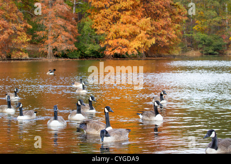 Kanadagans (Branta Canadensis) an einem See im Herbst, mit Reflexion der Orangenbaum Blätter im Wasser (Georgia, USA). Stockfoto