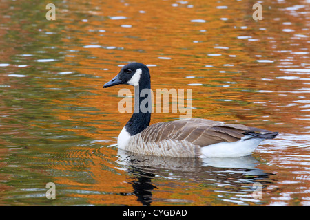 Kanadagans (Branta Canadensis) an einem See im Herbst, mit Reflexion der Orangenbaum Blätter im Wasser (Georgia, USA). Stockfoto